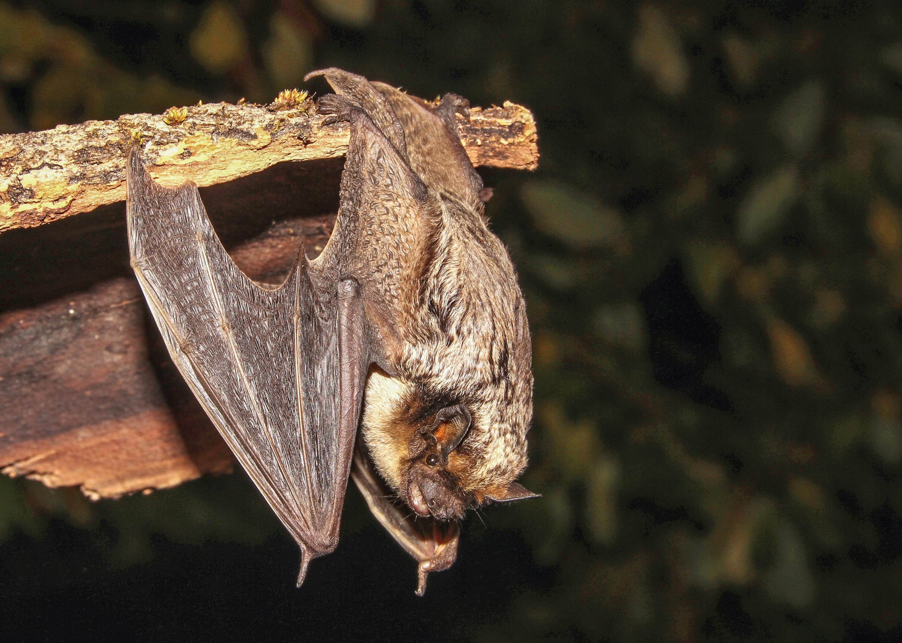 Zweifarbfledermaus © Dr. Andreas Zahn Leider haben wir keinen Alternativtext zu diesem Bild, aber wir arbeiten daran.