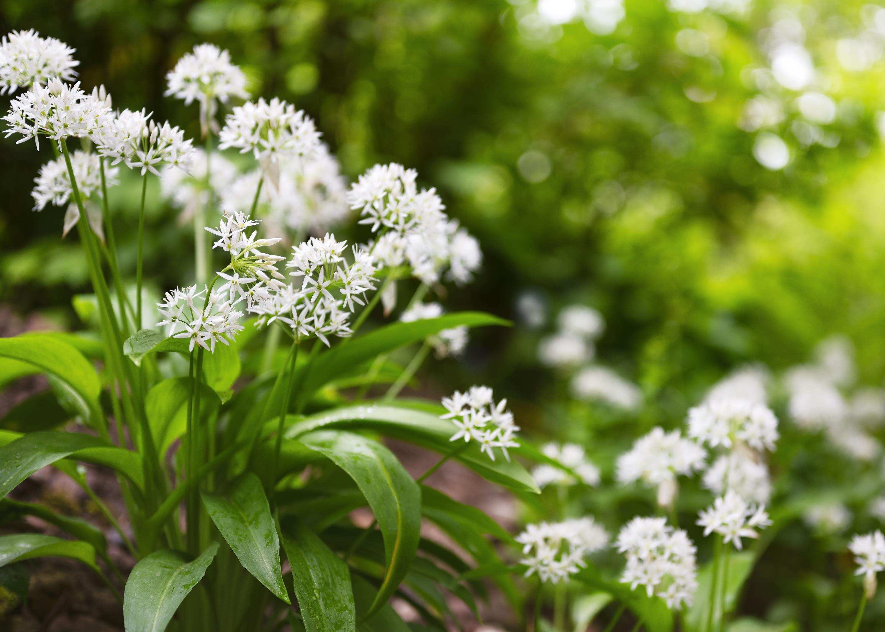 Bärlauch iStock Oksana Schmidt