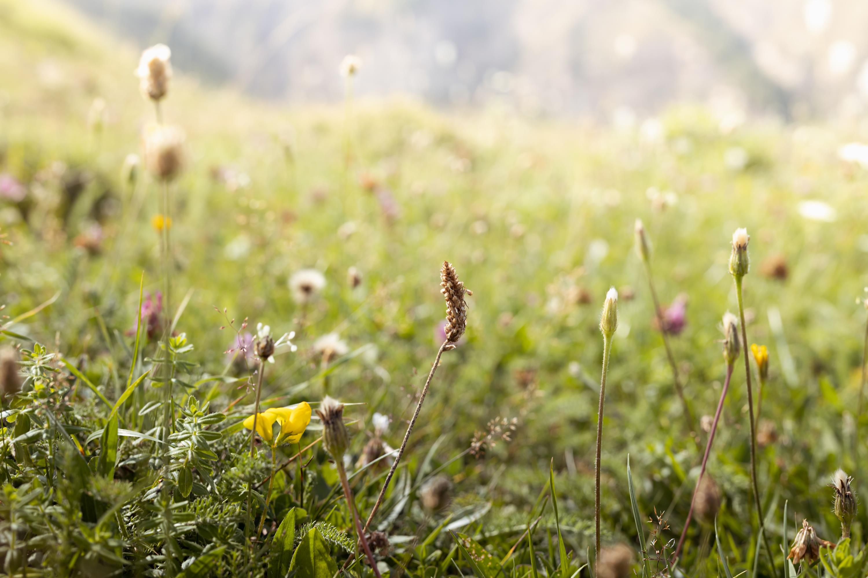 Wiese Wildkräuter iStock AlinaYudina