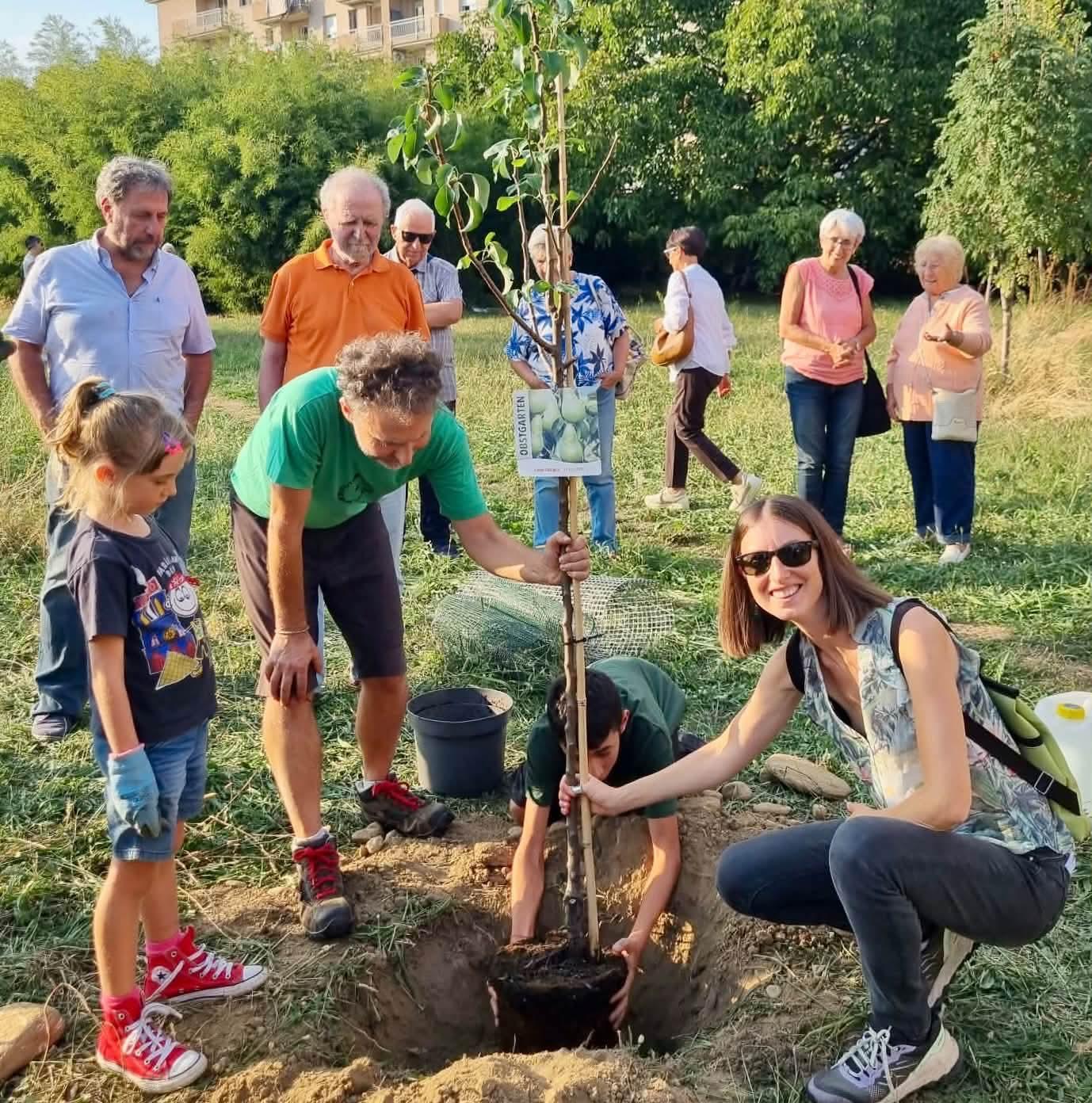 Der Birnbaum aus Traunstein wurde inzwischen von Guilia Proietti in Pinerolo eingepflanzt. (Foto © Stadt Pinerolo)