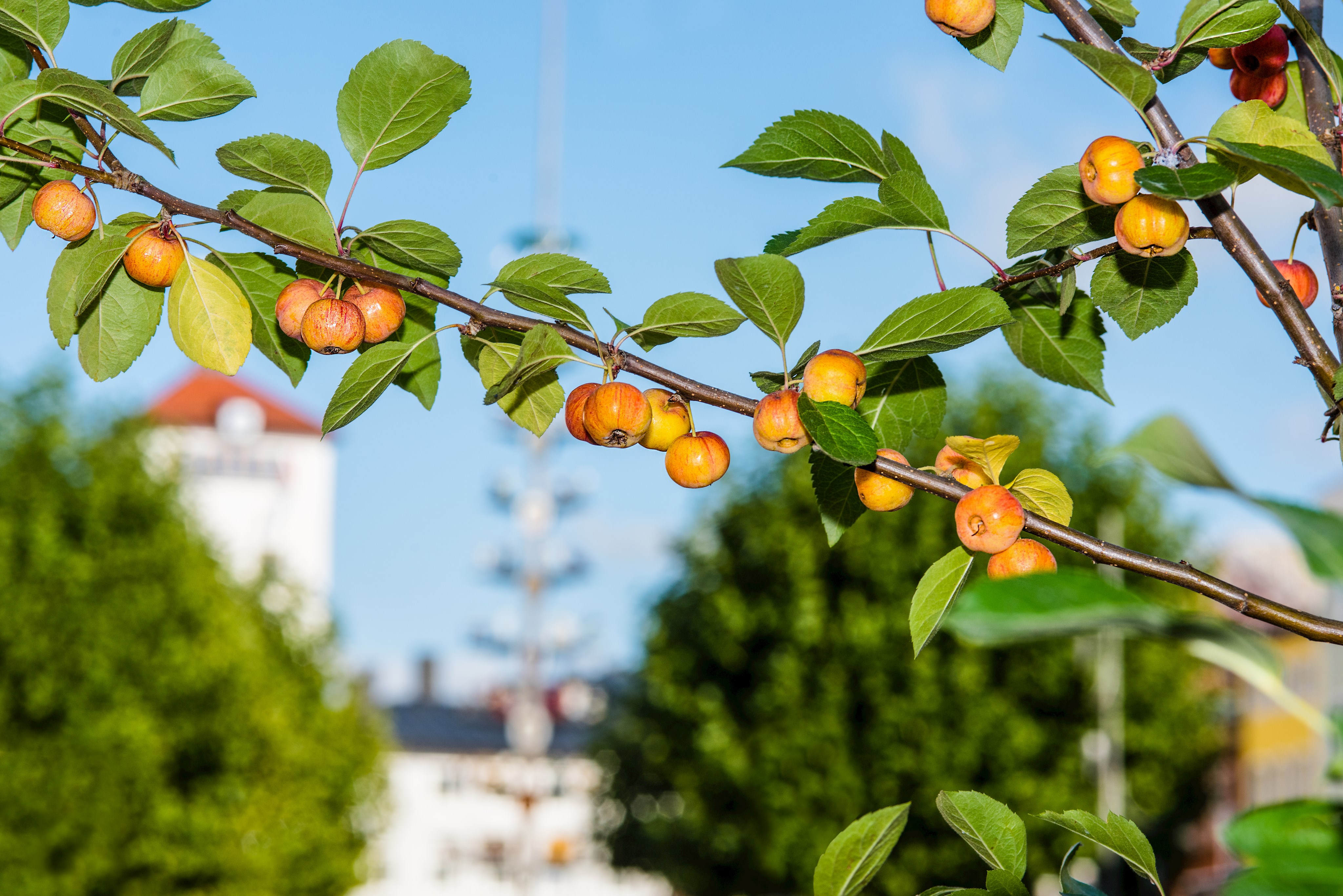 Traunsteiner Apfelmarkt © Markus Aichhorn .jpg (1)