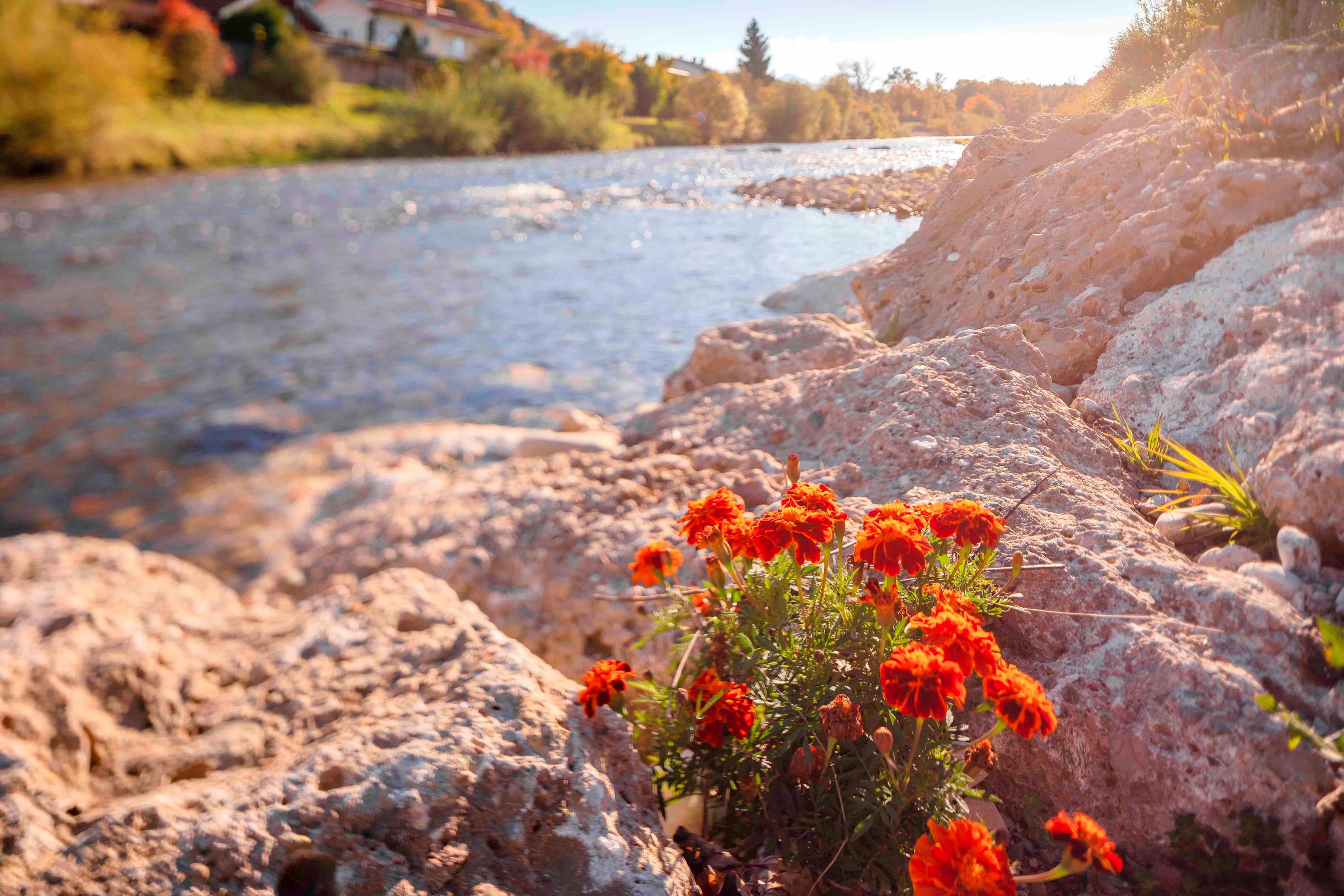 Fluss Traun - Natur inmitten der Stadt Traunstein 2.jpg