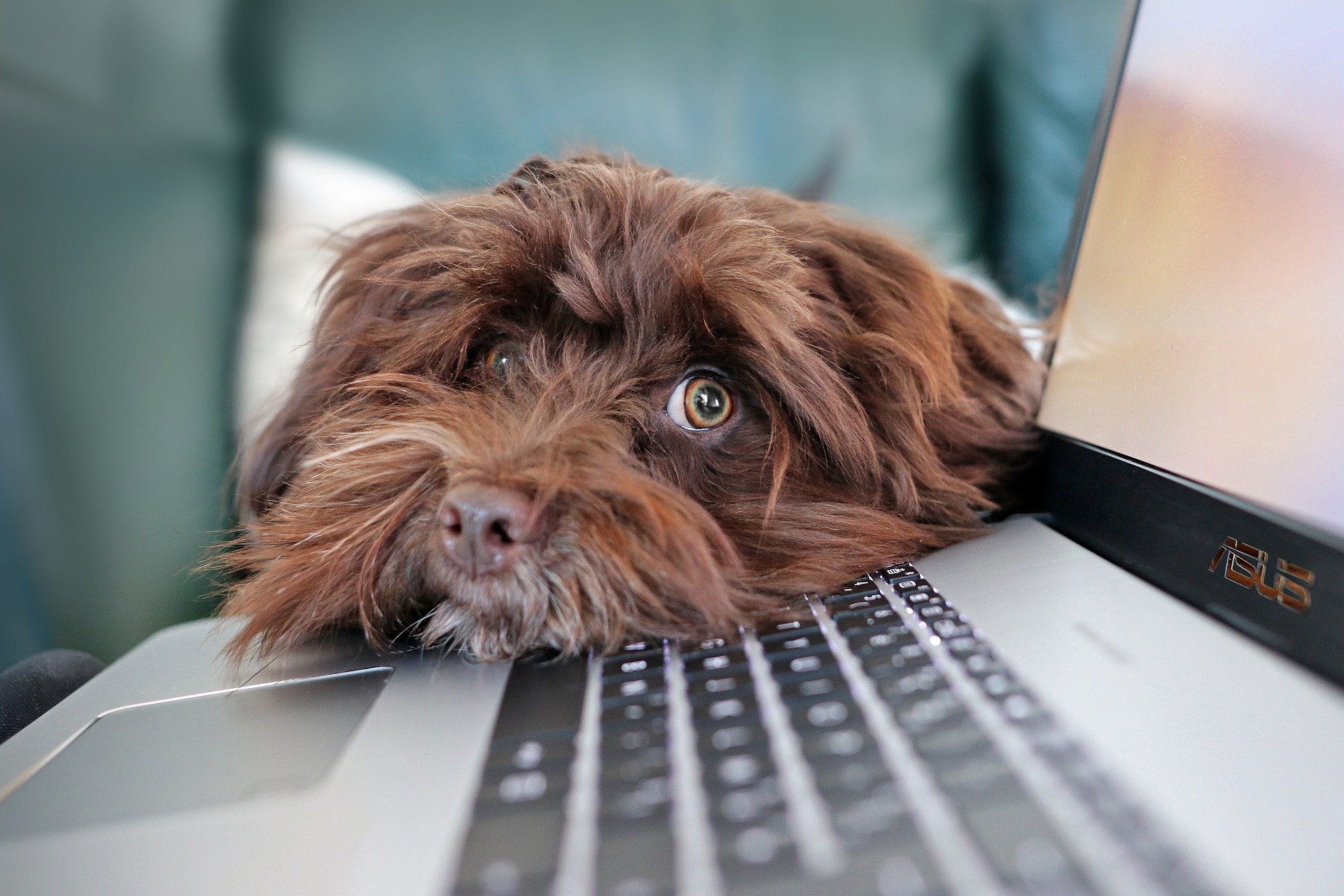 Hund Laptop.jpg