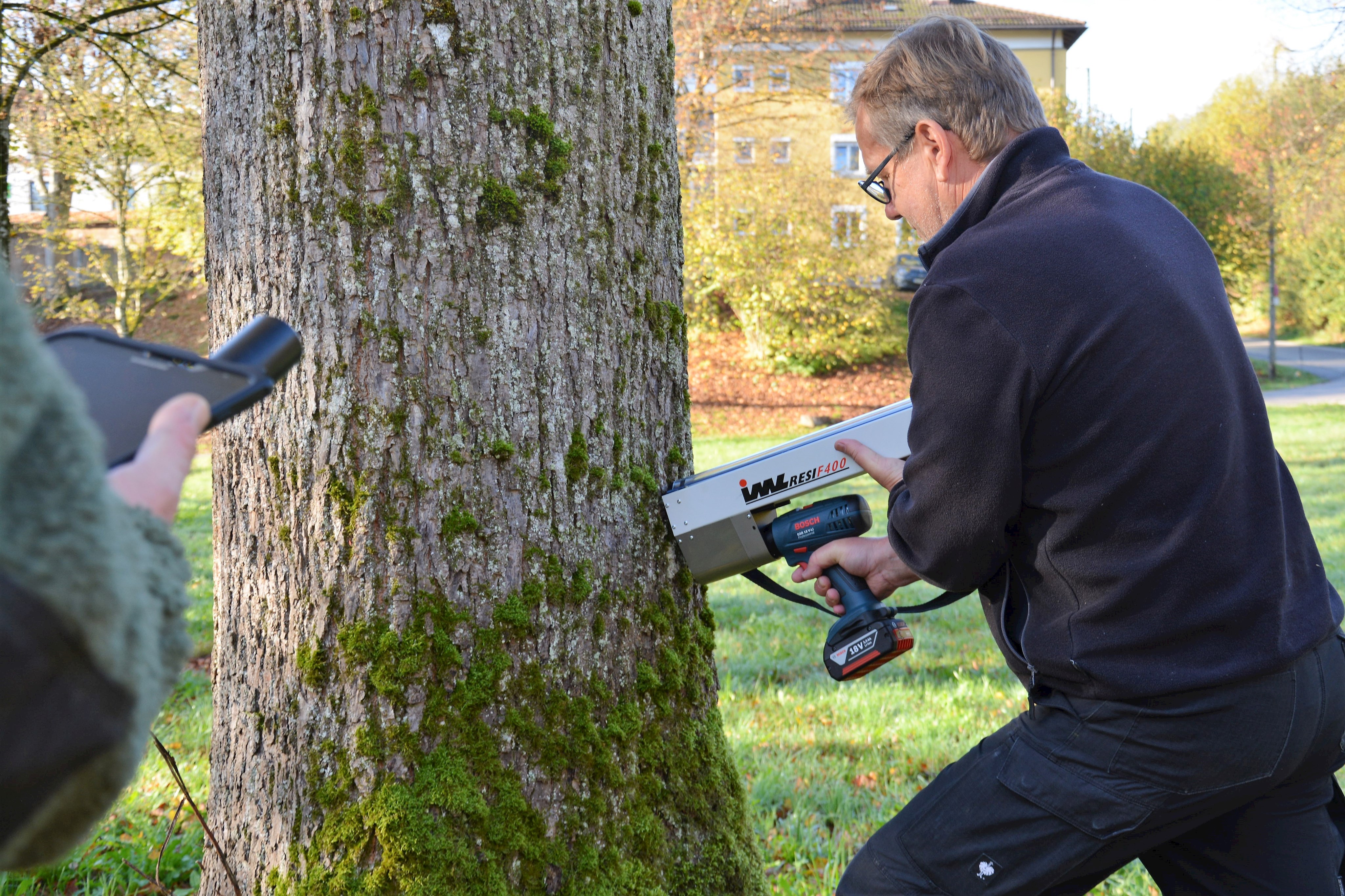 Gärtnerei Baum Untersuchung.JPG