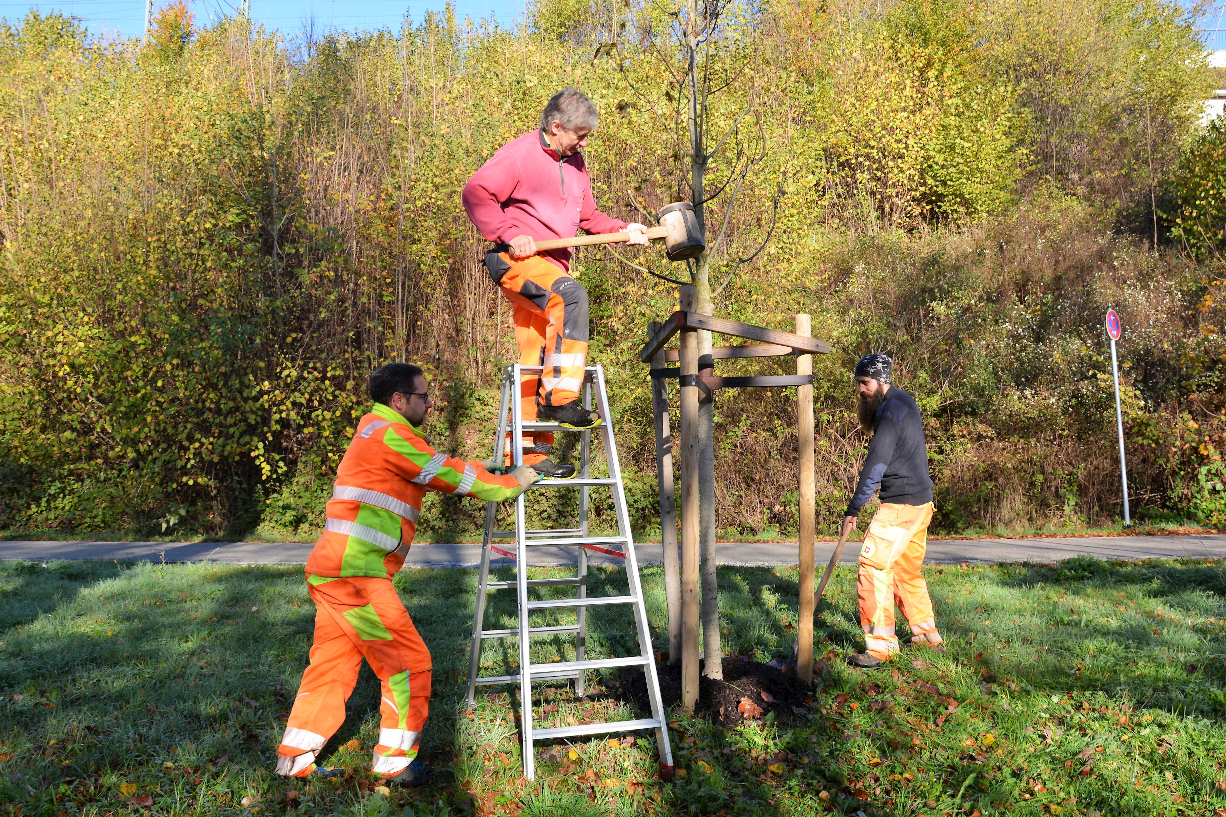 Gärtnerei Baum einpflanzen.JPG