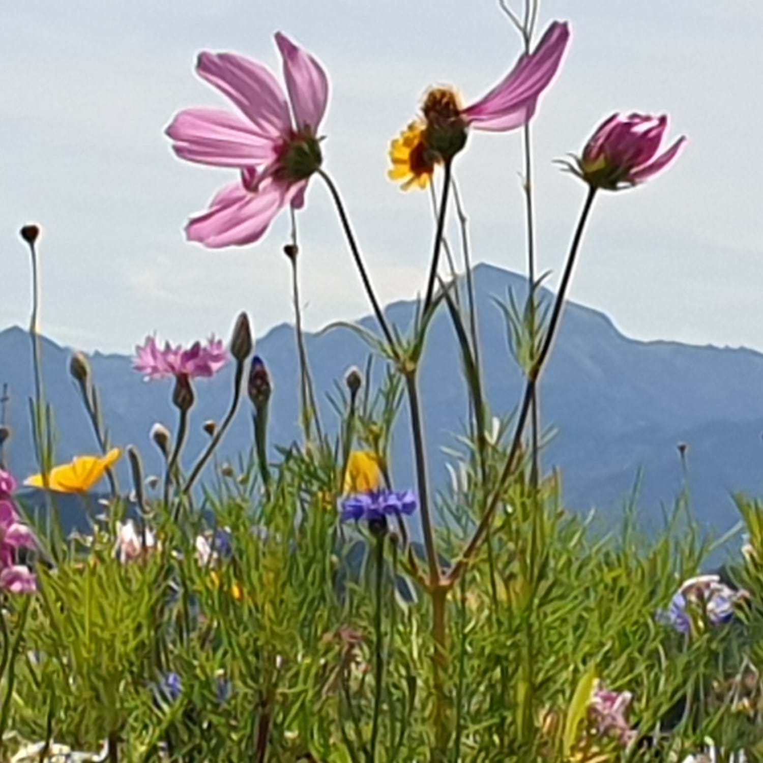 Flieher Heidi.jpg